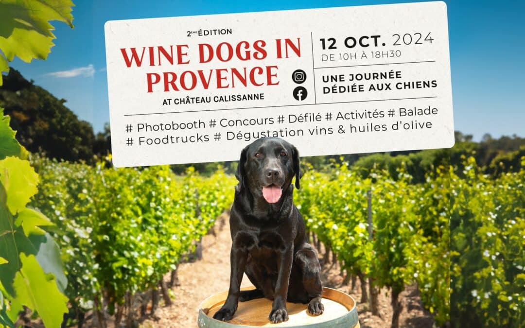 Wine Dogs in Provence • 12 octobre 2024