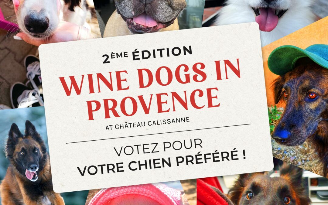 Concours Photos Wine Dogs in Provence • À vos votes !