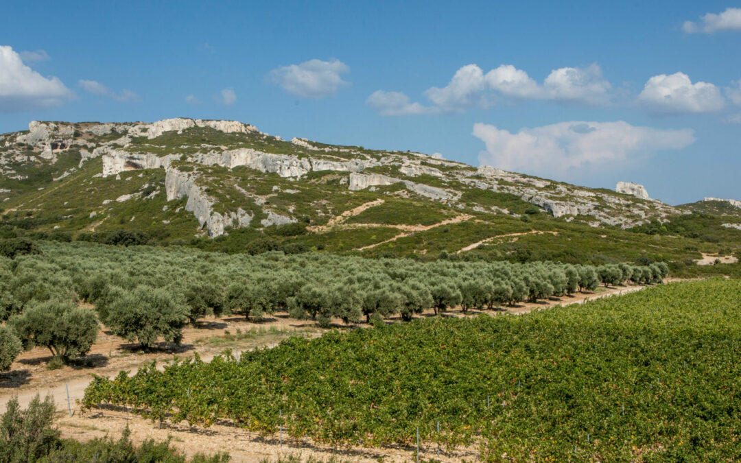 cocorico-terroir